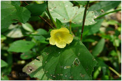 Malachra capitata
